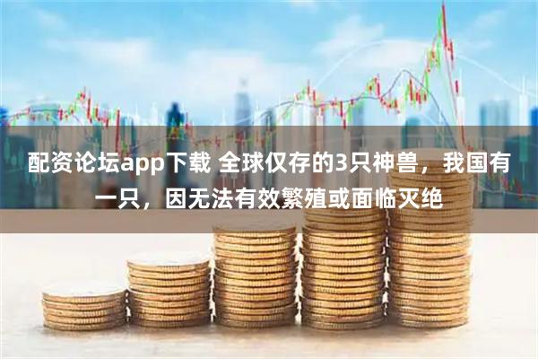 配资论坛app下载 全球仅存的3只神兽，我国有一只，因无法有效繁殖或面临灭绝
